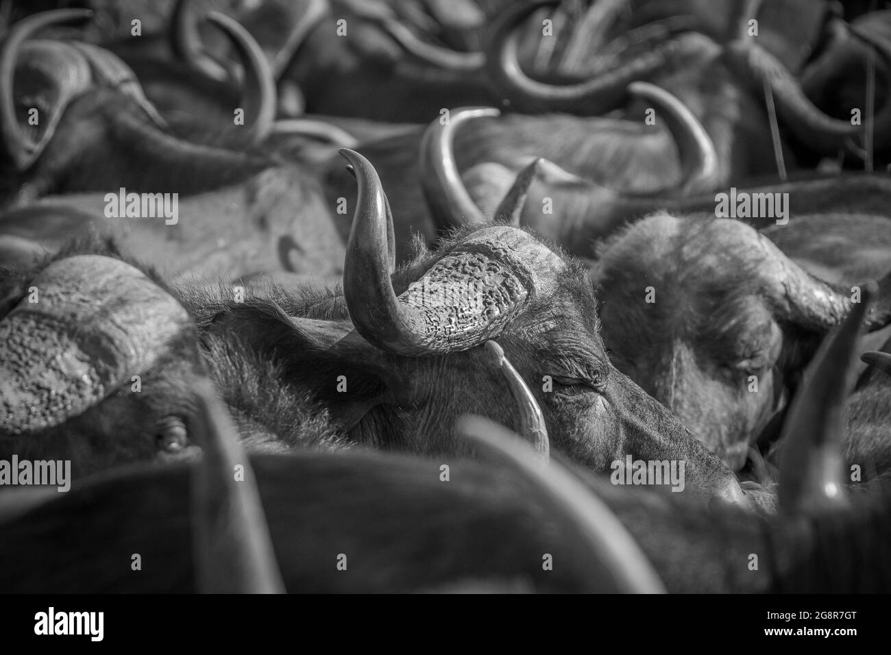 Un troupeau de buffles, Syncerus caffer, en noir et blanc Banque D'Images