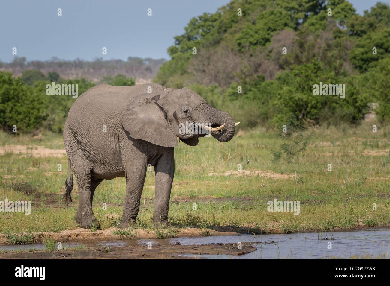 Un éléphant, Loxodonta africana, boit de l'eau depuis le bord de la rivière. Du tronc à la bouche. Banque D'Images