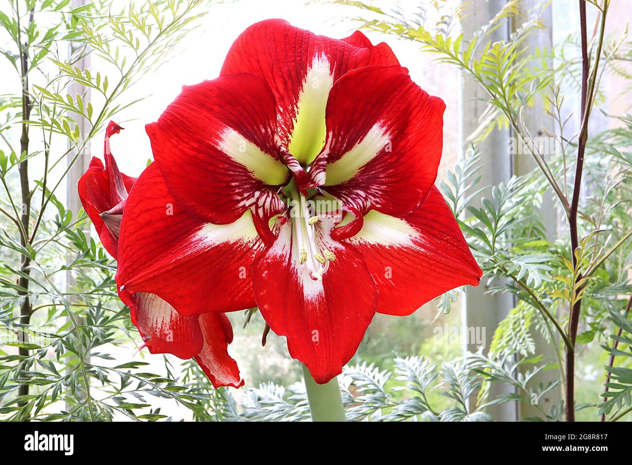 Hippeastrum «Barbade» Amaryllis Barbade - grandes fleurs rouges de scarlet en forme de trompette à gorge blanche, mai, Angleterre, Royaume-Uni Banque D'Images