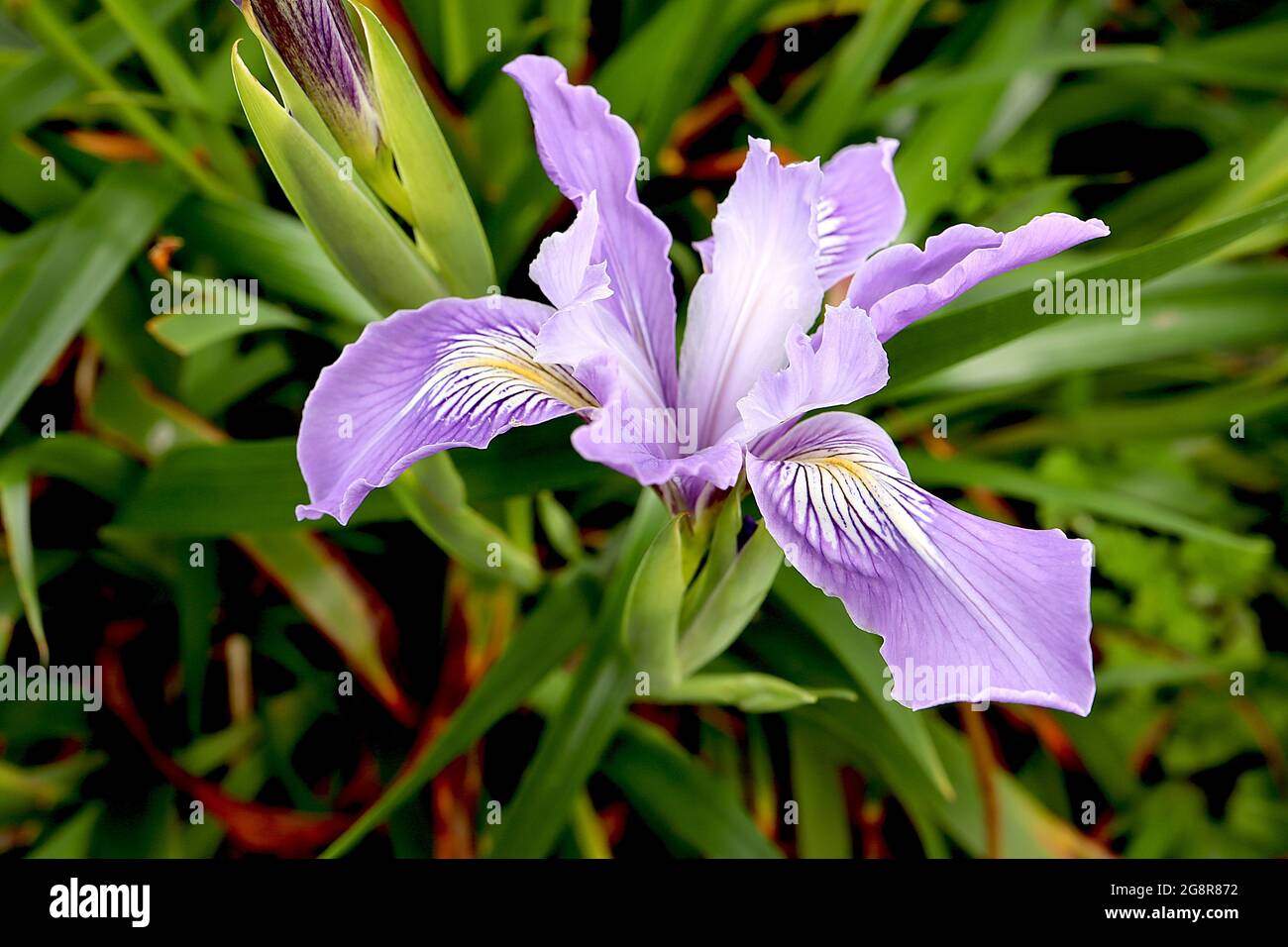 Iris douglasiana hybride (PC) Pacific Coast hybride iris blanc tombe avec des veines pourpres et une marque jaune, blanc standard, mai, Angleterre, Royaume-Uni Banque D'Images