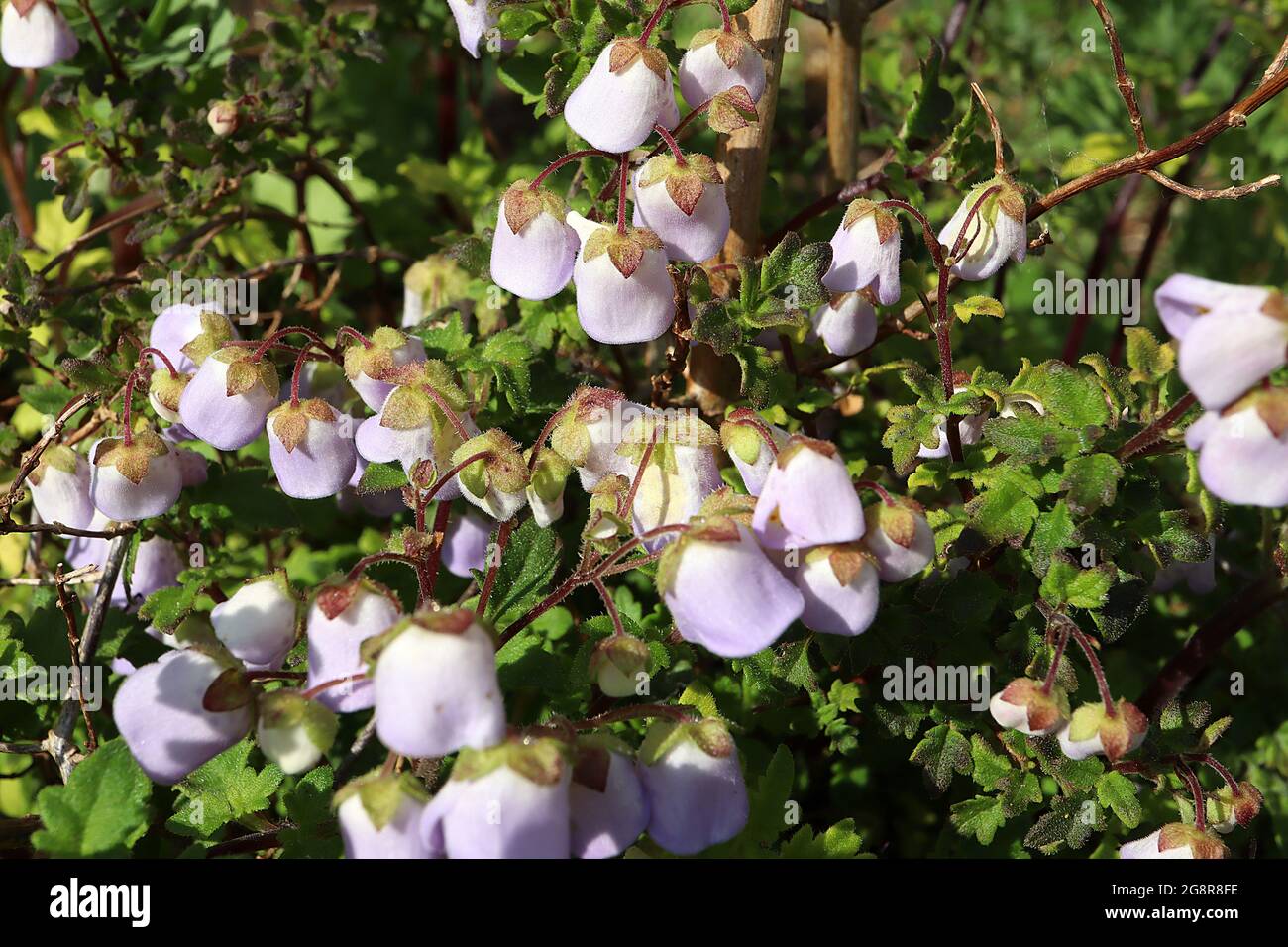 Jovellana violacea violet teacup fleur – fleurs en forme de cloche violet pâle et petites feuilles ovales lobées, mai, Angleterre, Royaume-Uni Banque D'Images