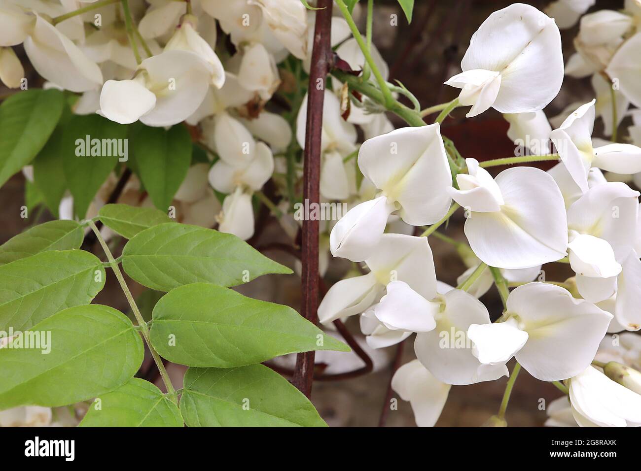 Wisteria floribunda longissima Alba White Japanese wisteria – fleurs blanches avec une bande jaune pâle et des feuilles en forme de lance vertes fraîches, May, UK Banque D'Images