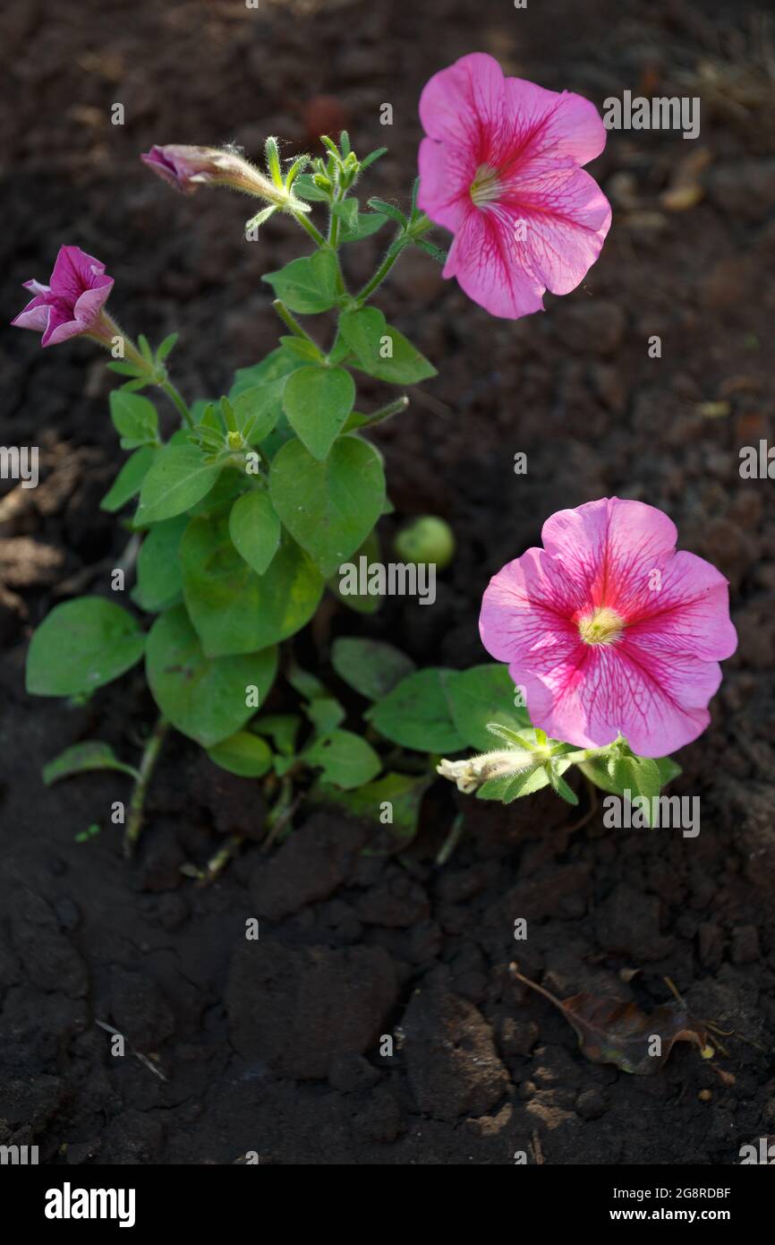 pétunia rose dans le lit de fleur, fermer Banque D'Images