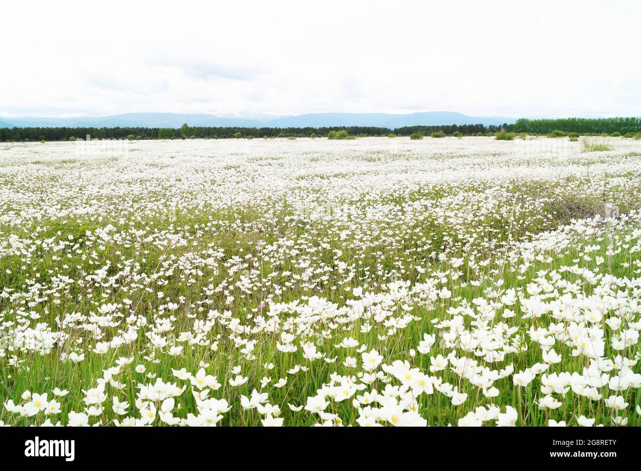 Un champ de fleurs blanches dans les montagnes couvertes de nuages Banque D'Images
