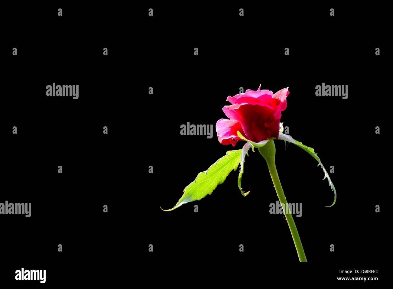 Fleur de rose unique avec le sepal et le pédicelle pendant la journée de soleil sur elle et isolé avec fond noir. Mise au point sélective utilisée. Banque D'Images