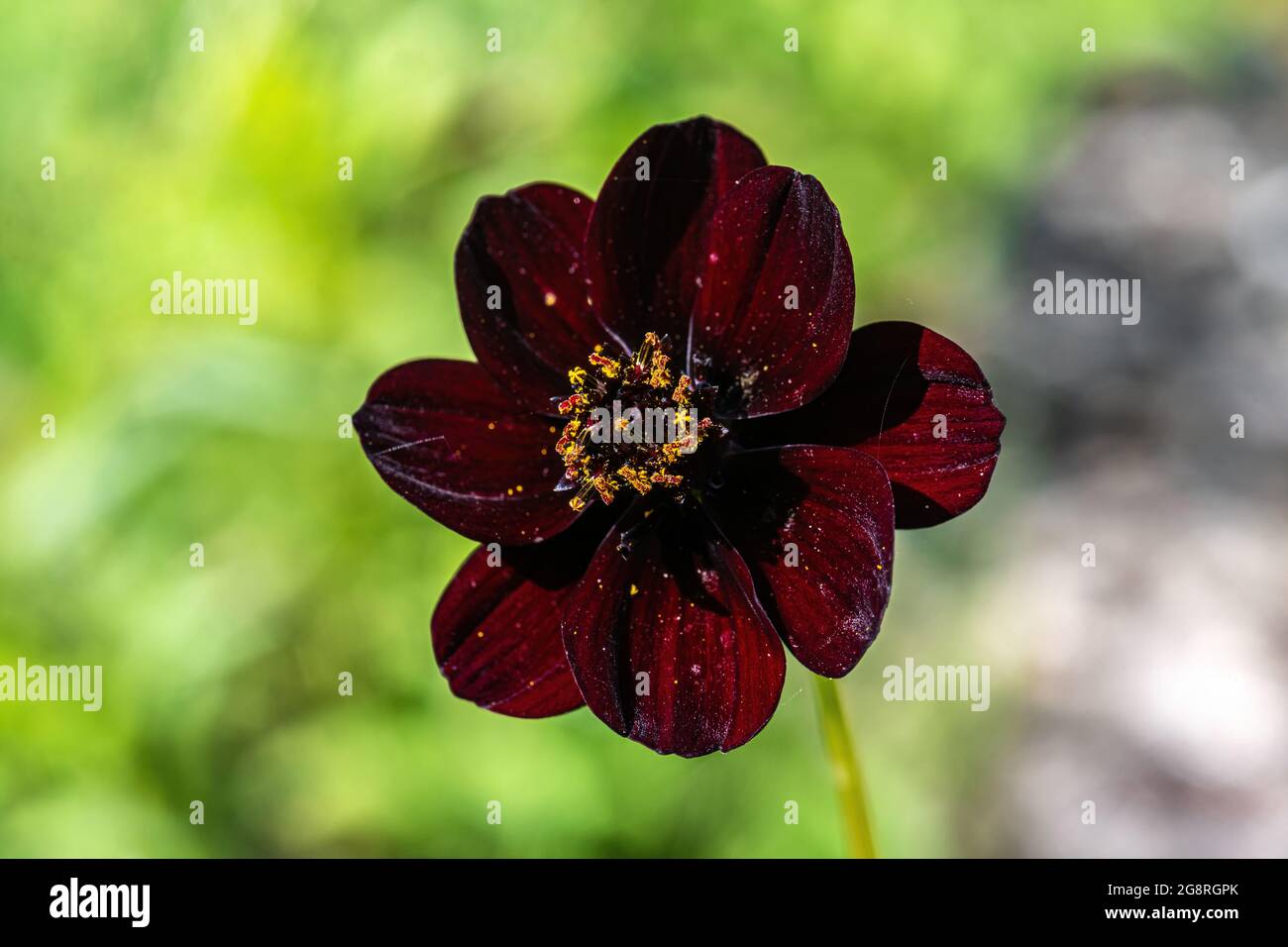 Fleur du Cosmos au chocolat (Cosmos atrosanguineus Photo Stock - Alamy