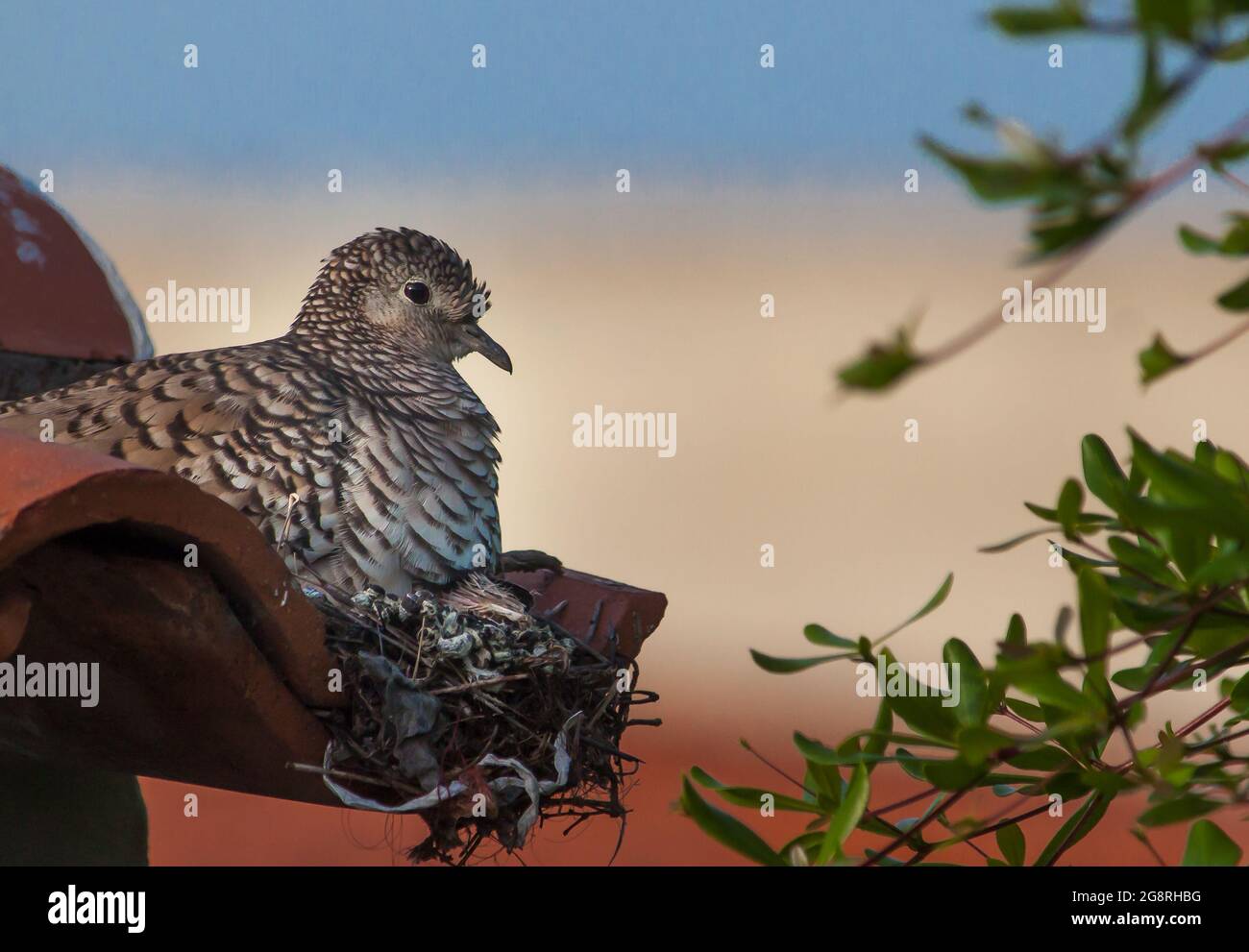 tortola ou pigeon sauvage tacheté, columbina scammata dans son nid avec jeunes Banque D'Images