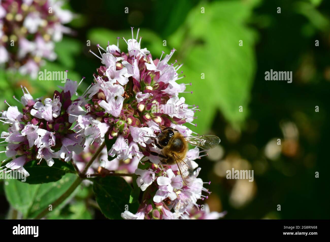 Abeille (API mellifera) se nourrissant sur des fleurs de marjolaine dans un jardin du Somerset. Angleterre.Royaume-Uni Banque D'Images