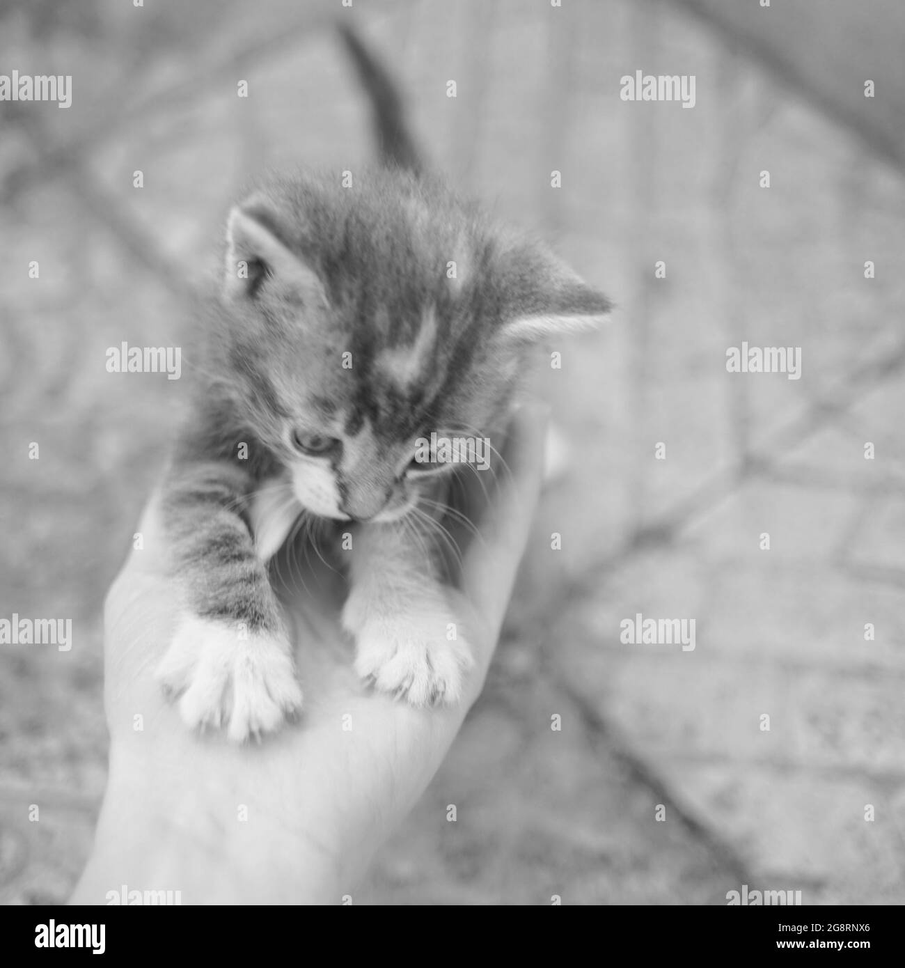 Mignon petit chaton jouant sur une main de femme. Gros plan portrait. PHOTO BW. Banque D'Images