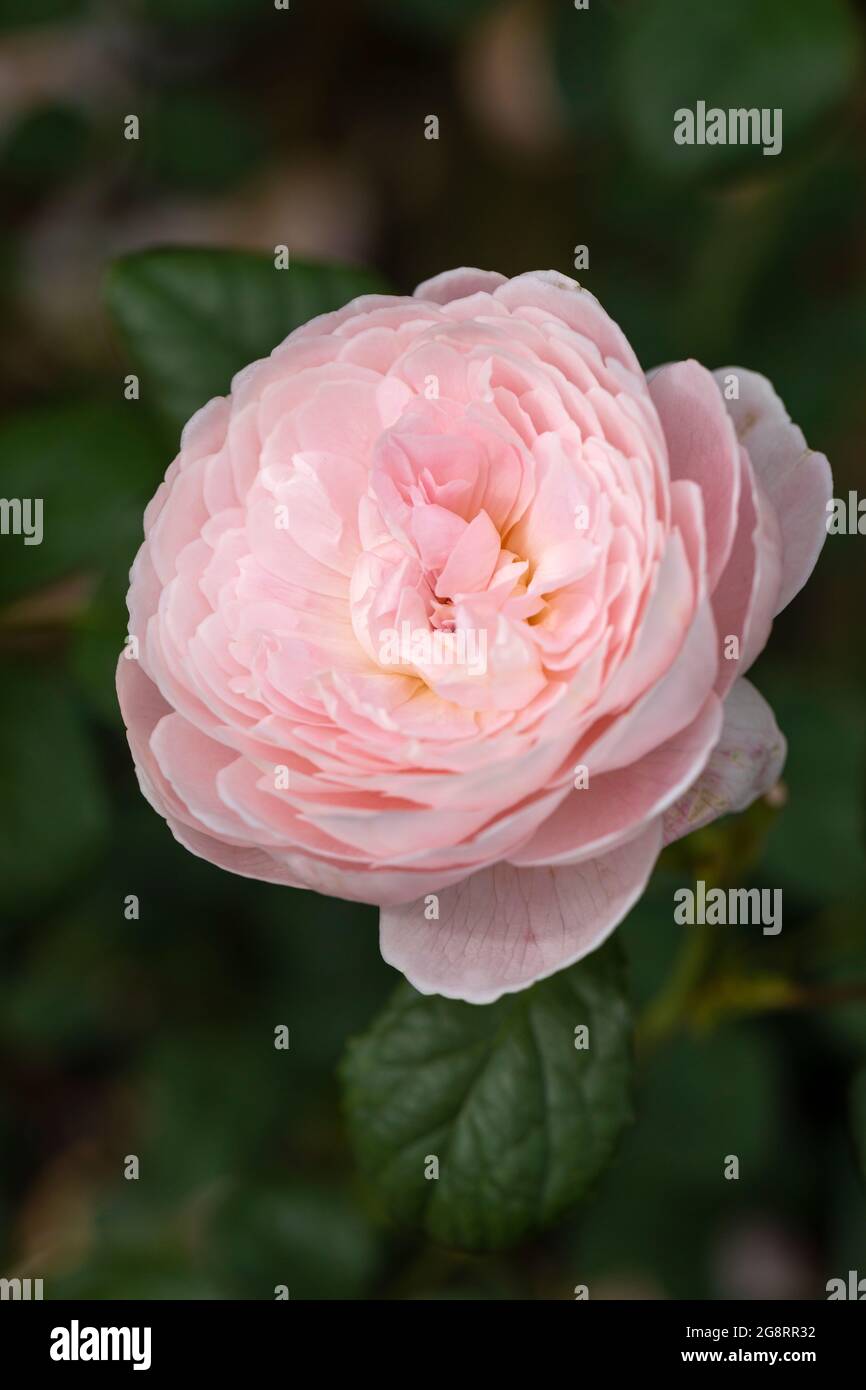 Gros plan d'une belle rose pâle appelée Rosa Queen of Sweden Floraison au Royaume-Uni. Une fleur de rose de David Austin. Banque D'Images