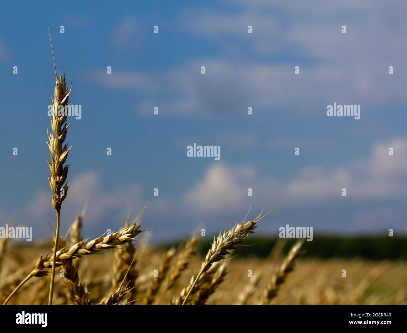 Épis de blé poussant sur le grand champ. La récolte de blé est mûre. Banque D'Images