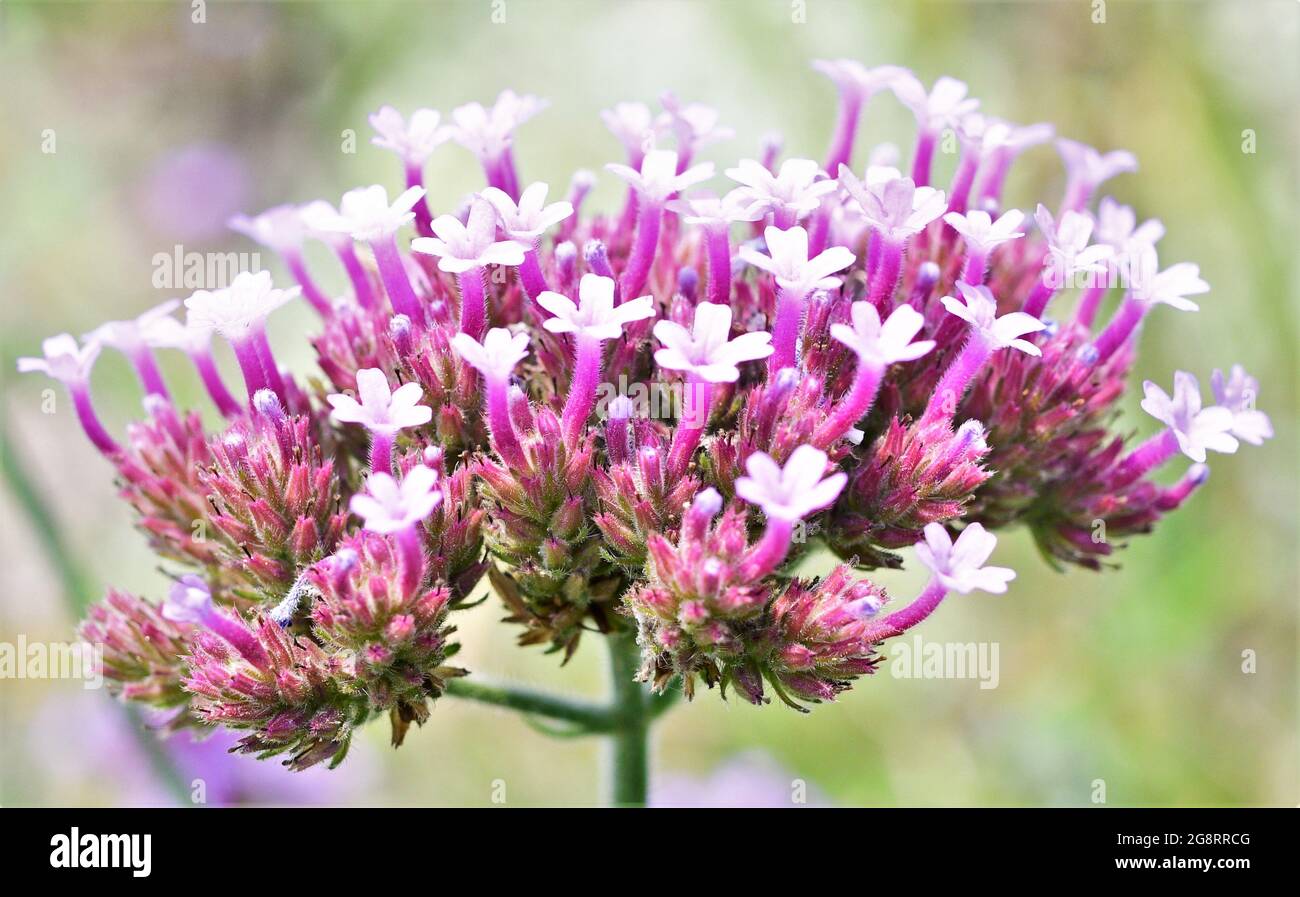Magnifique Purpetop Verbain fleurs Banque D'Images