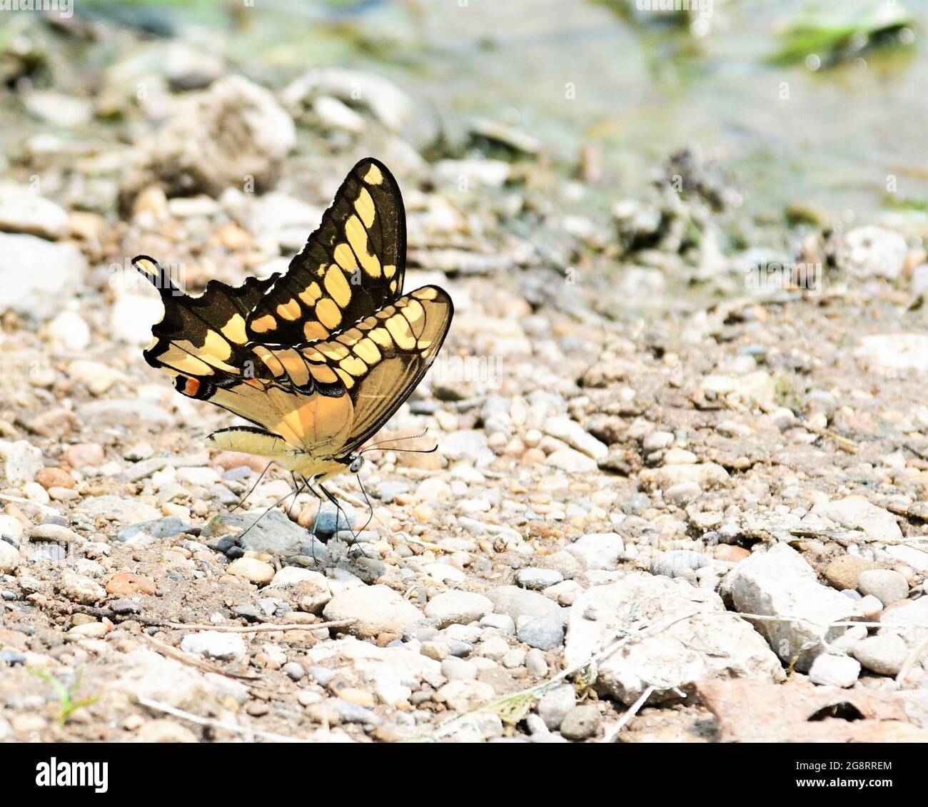 Magnifique papillon géant à queue de cygne Banque D'Images