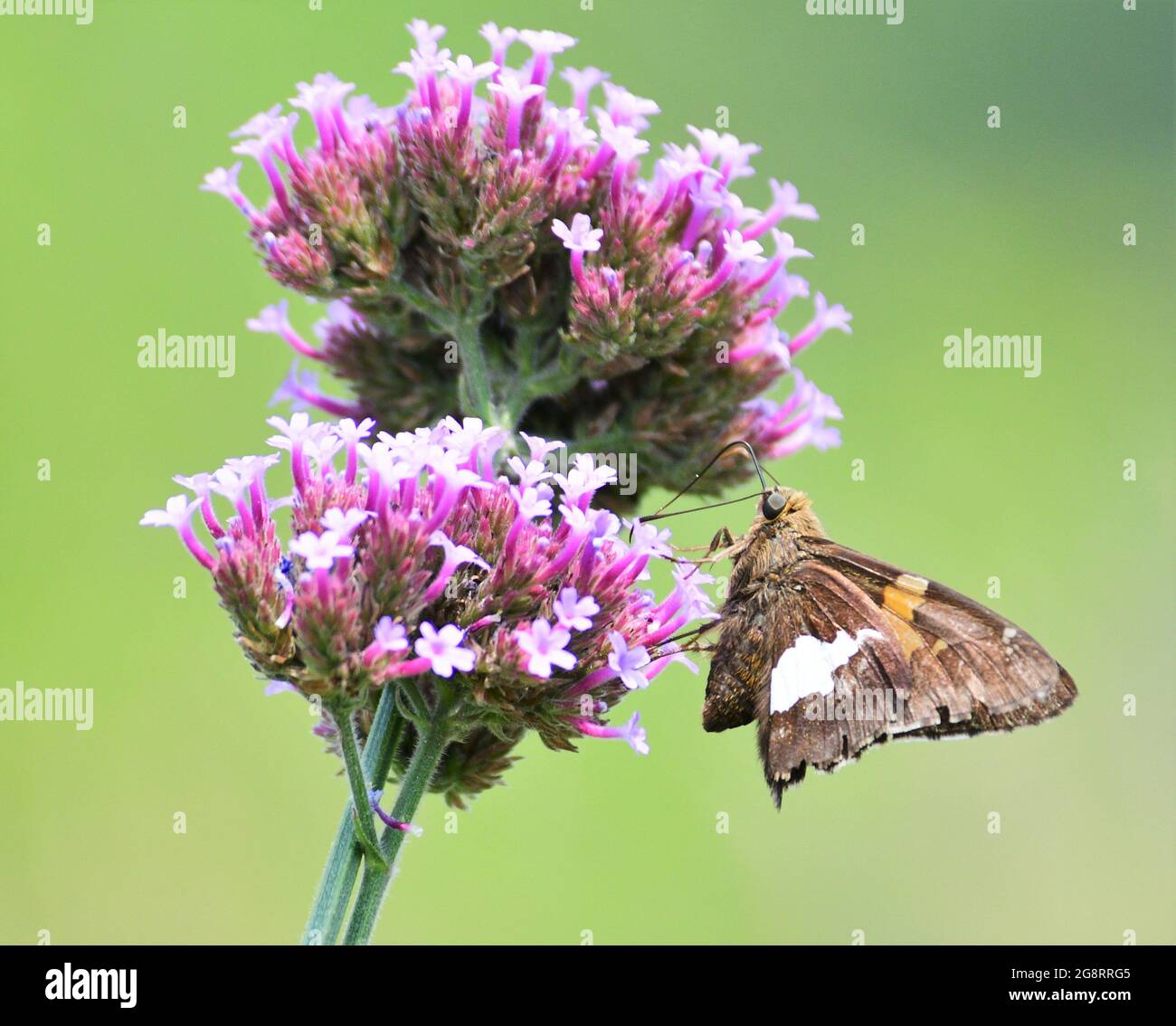 Papillon de skipper à pois d'argent sur les fleurs en vervain de Purpletop. Banque D'Images