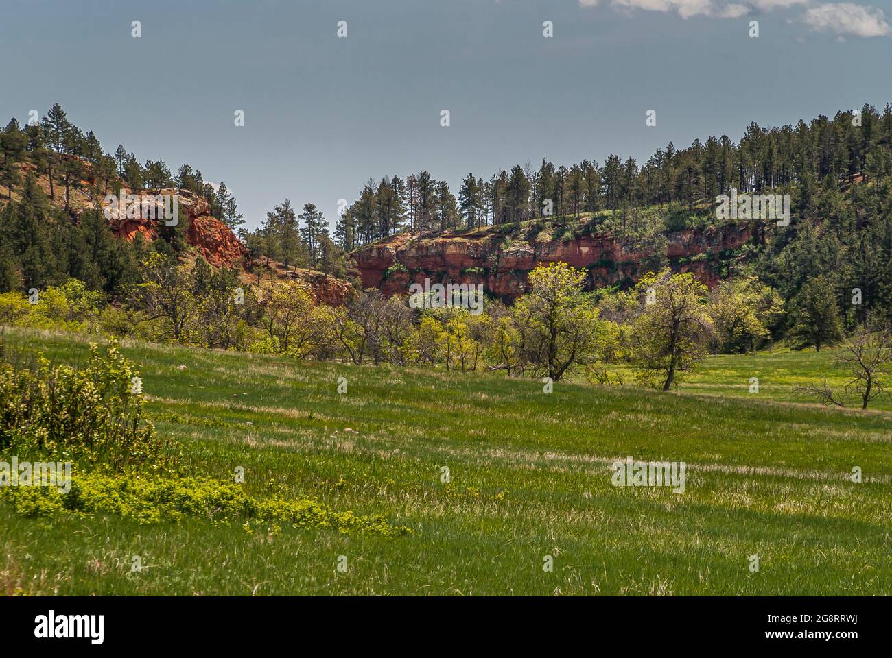 Black Hills, Keystone, Dakota du Sud, États-Unis - 31 mai 2008 : parc national Custer. Ceinture de falaises de roche rouge derrière la prairie avec des arbres sous le ciel bleu. Banque D'Images