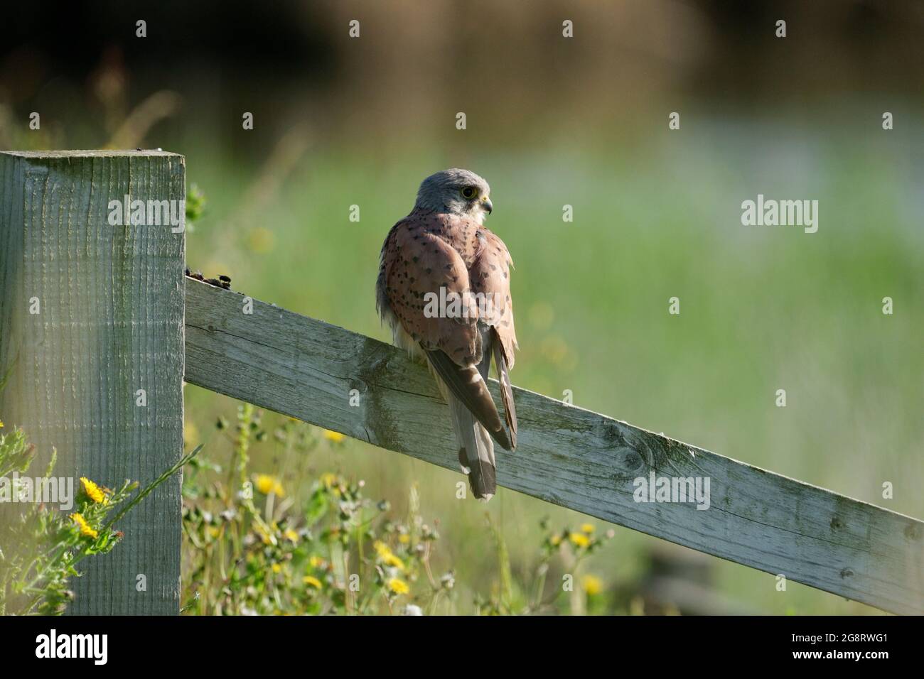 Kestrel, Falco tinnunculusl, oiseau seul mâle sur une clôture, Warwickshire, juillet 2021 Banque D'Images
