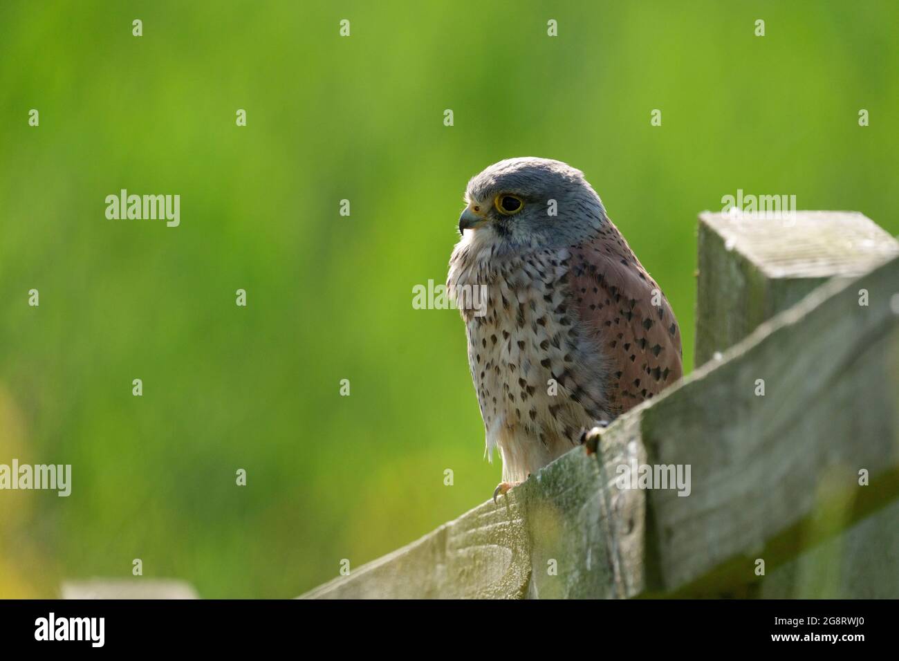 Kestrel, Falco tinnunculusl, oiseau seul mâle sur une clôture, Warwickshire, juillet 2021 Banque D'Images
