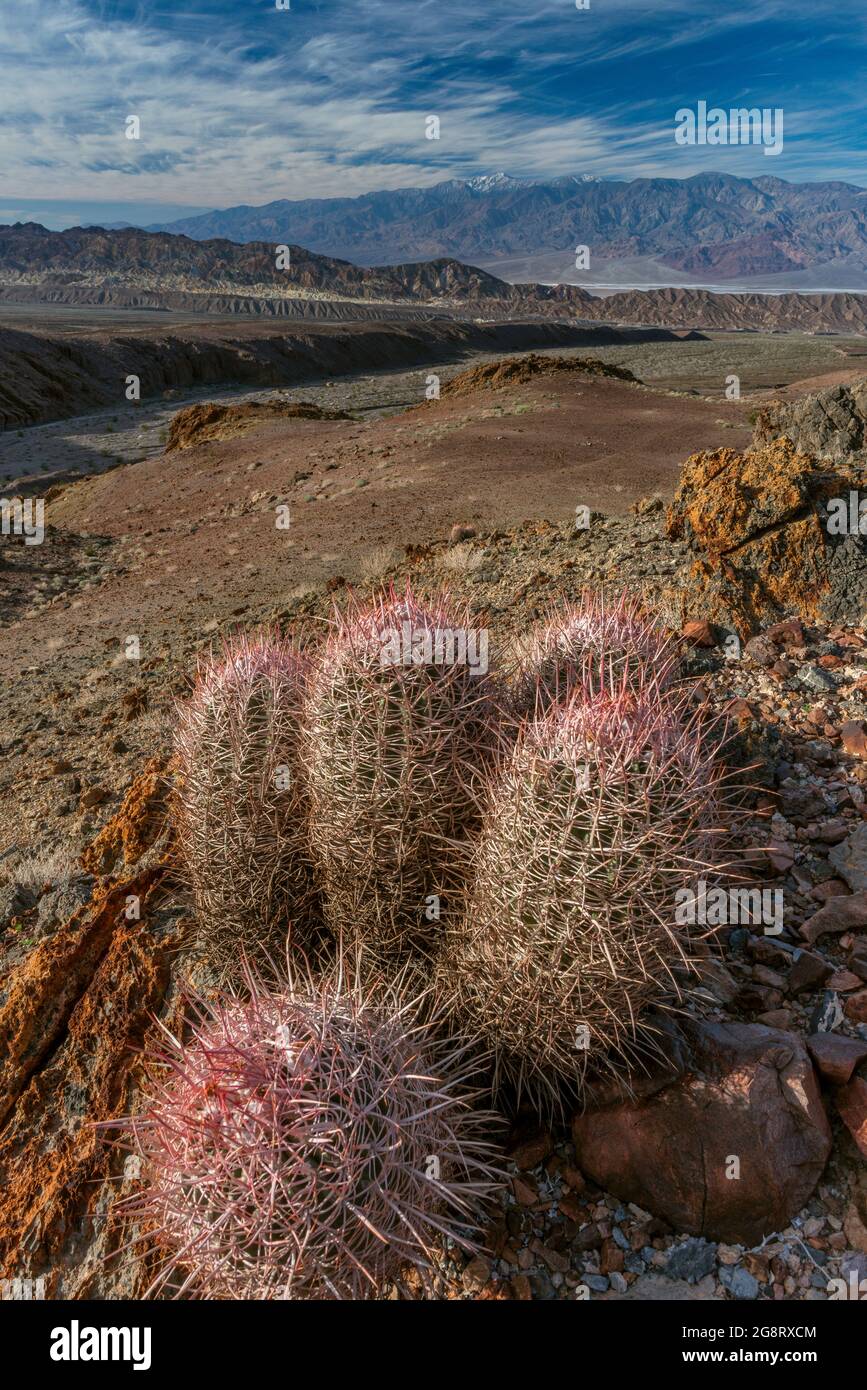 Cottontop Cactus, Echinocactus polycephalus, Parc national de la Vallée de la mort, Californie Banque D'Images