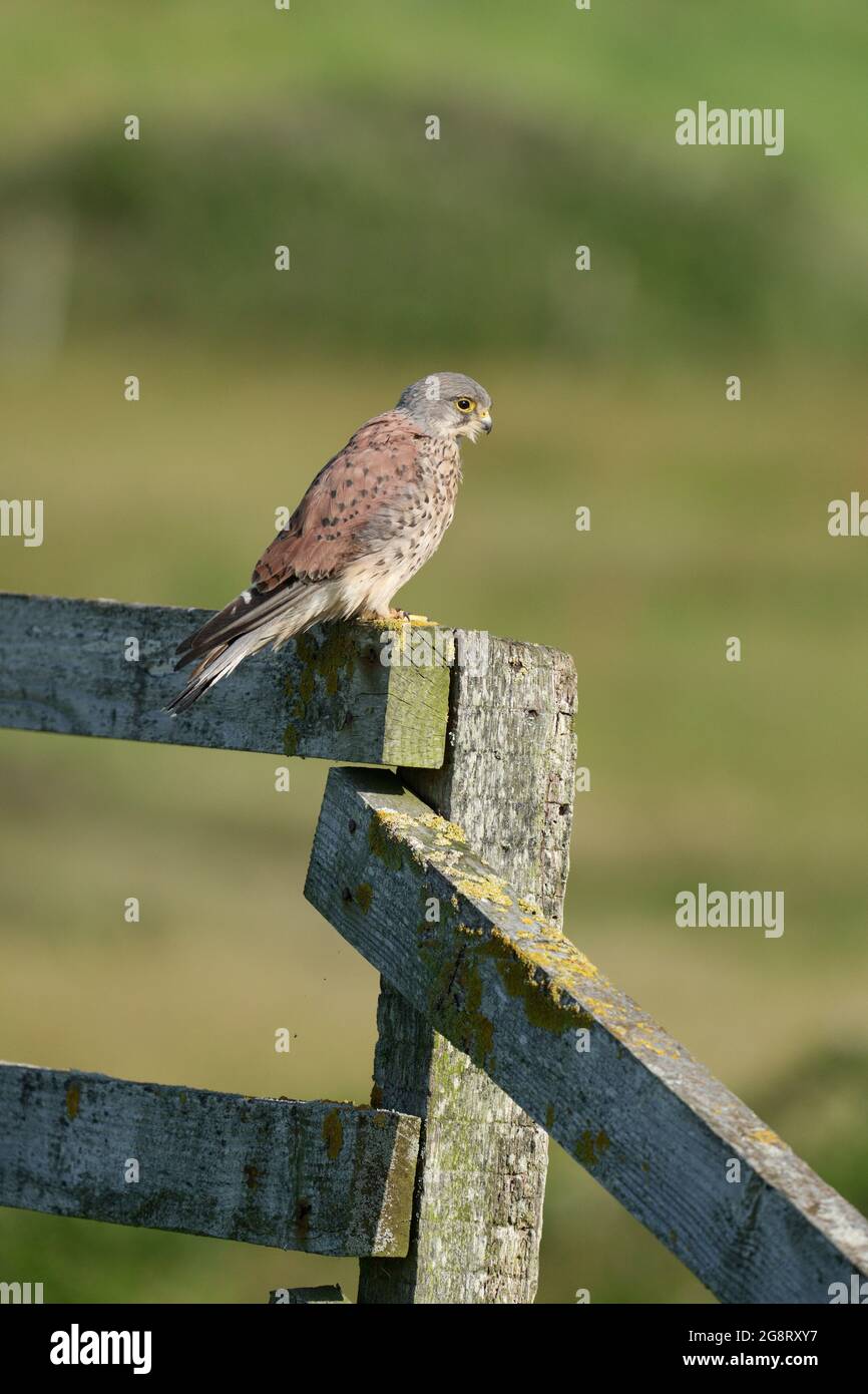 Kestrel, Falco tinnunculusl, oiseau seul mâle sur une clôture, Warwickshire, juillet 2021 Banque D'Images