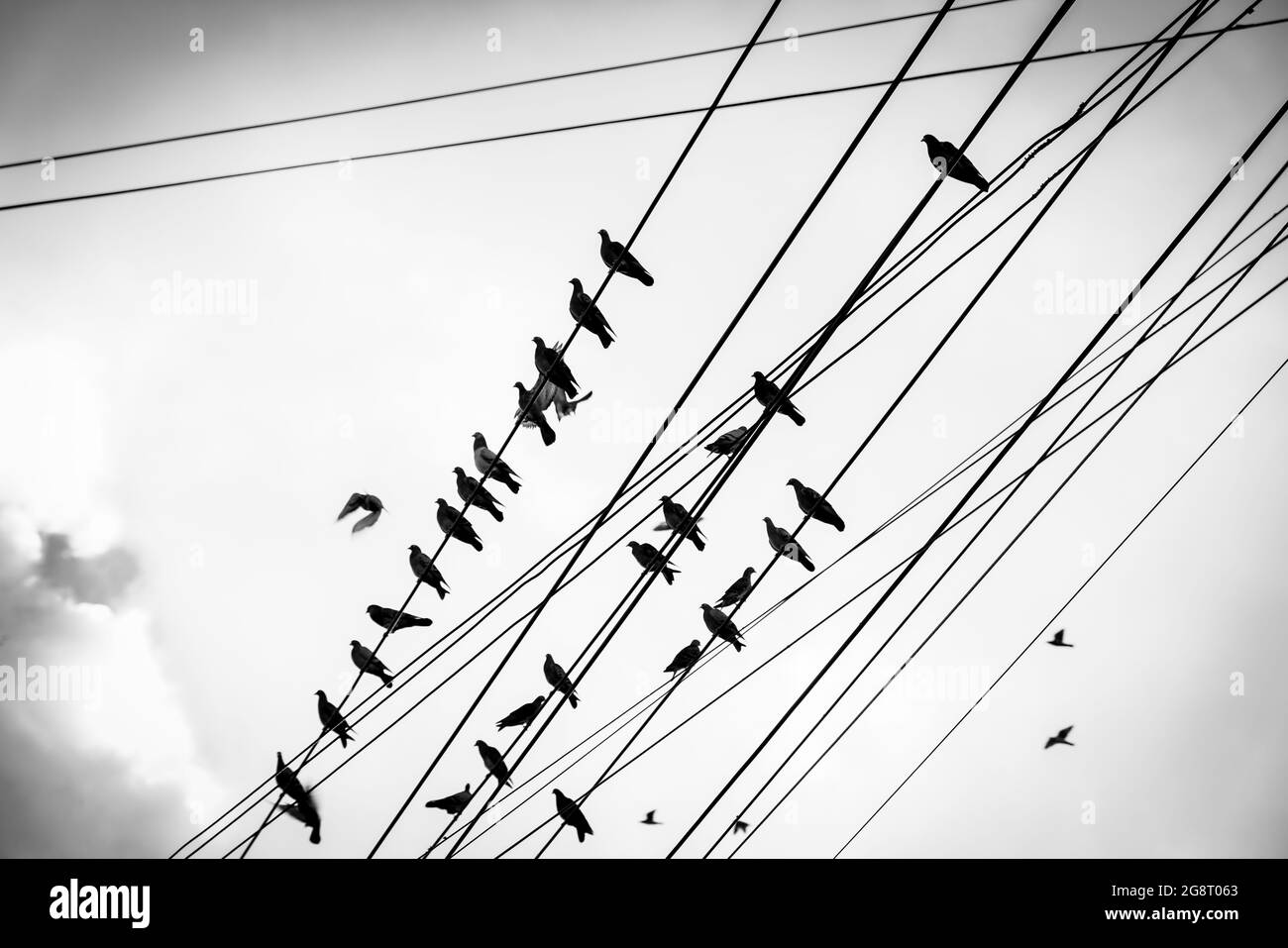 Les pigeons de ligne électrique rôdent, volent et arrivent sur les lignes électriques préférées Banque D'Images