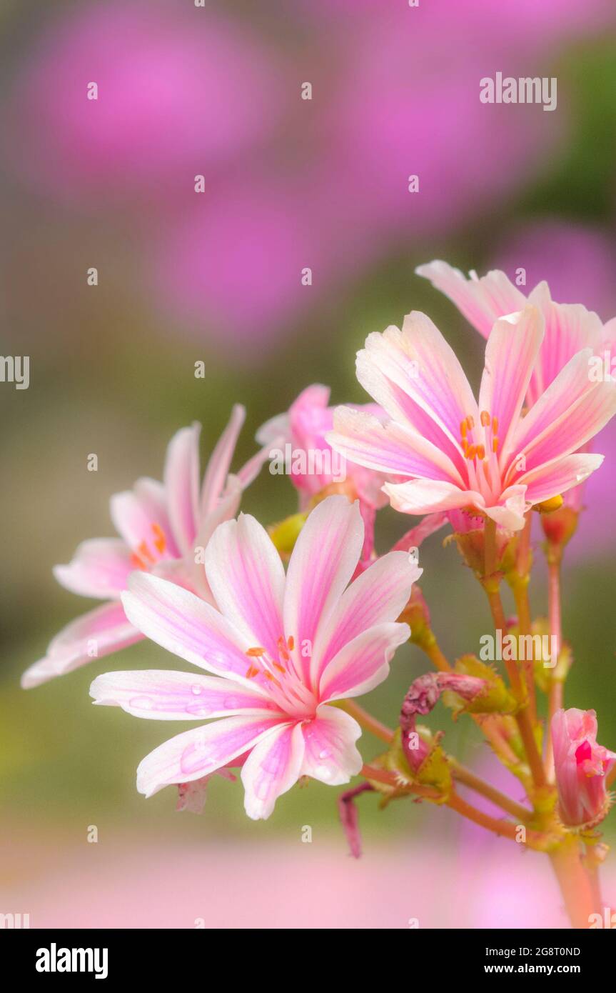 Lewisia cotyledon, lewisia Siskiyou Banque D'Images