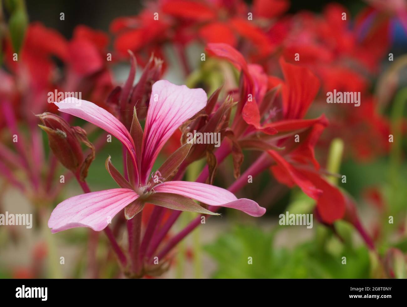 Géranium de lierre rose et rouge en fleurs Pelargonium peltatum dans un jardin. Également connu sous le nom de pélargonium à feuilles de lierre ou géranium en cascade. Banque D'Images