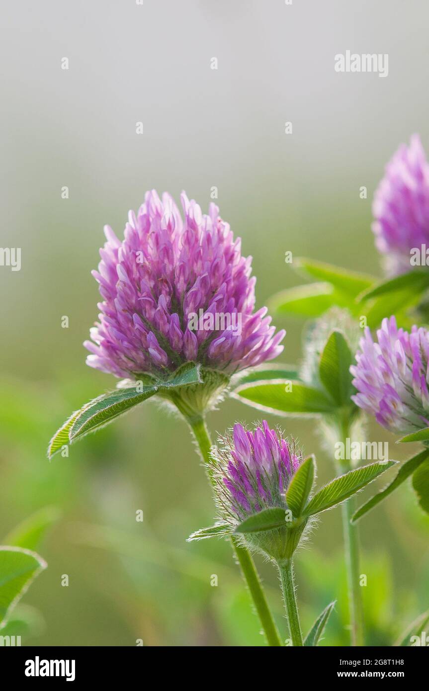 Trèfle Rouge En Vrac Pour Infusion | Herboristerie Sammut