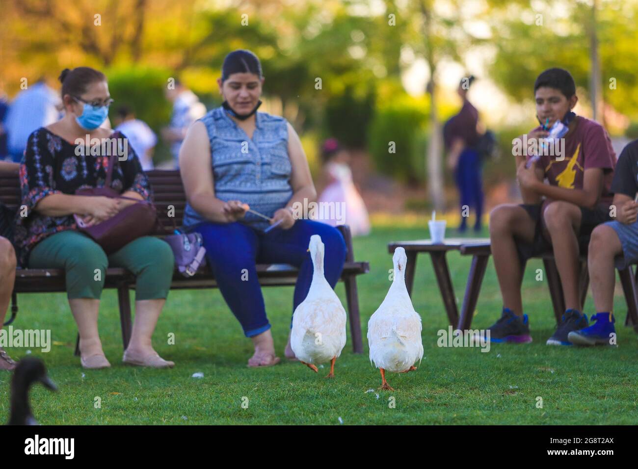 Les canards sauvages coexistent avec les gens des milieux humides, Pato. (Photo: Luis Gutierrez / NortePhoto.com). patos de vida silvestre convivial con personas en humed Banque D'Images