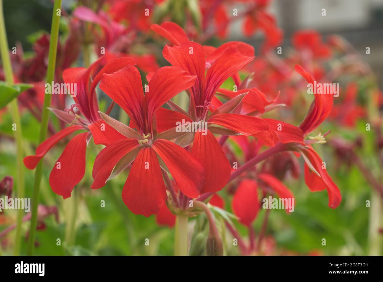 Géranium à l'ivée rouge en fleurs Pelargonium peltatum dans un jardin. Également connu sous le nom de pélargonium à feuilles de lierre ou géranium en cascade. Banque D'Images
