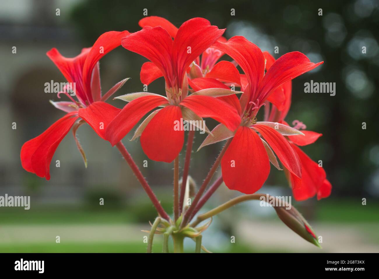 Géranium à l'ivée rouge en fleurs Pelargonium peltatum dans un jardin. Également connu sous le nom de pélargonium à feuilles de lierre ou géranium en cascade. Banque D'Images
