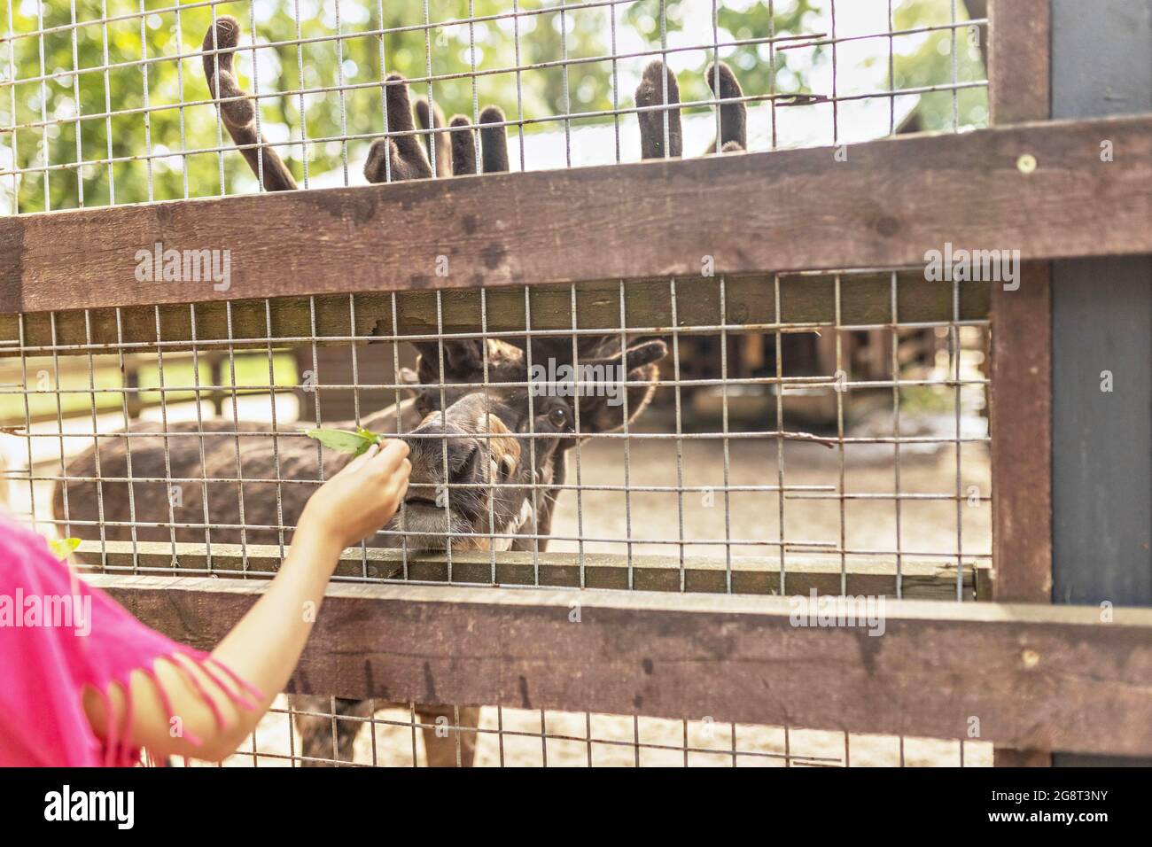 Une femme nourrit un cerf à travers un filet. Zoo, mini ferme. Banque D'Images