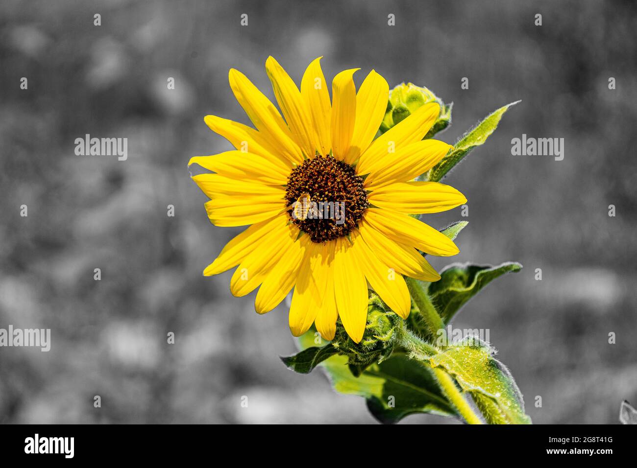 Un tournesol avec un fond noir et blanc Banque D'Images