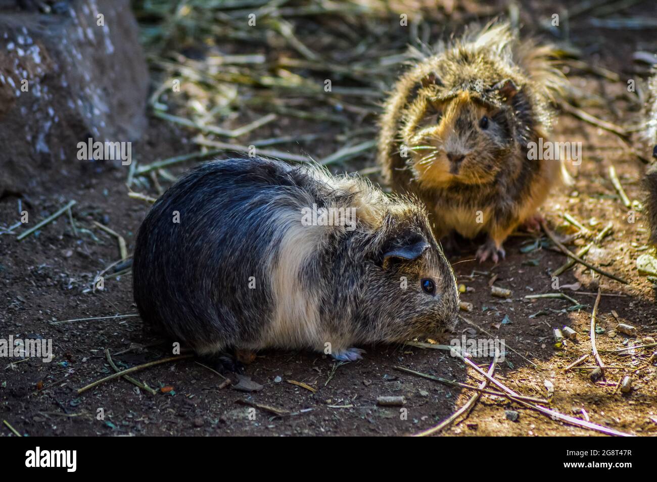 Mignon, beau et furry cochon domestique de guinée ou Cavia porcellus dans un zoo en Afrique du Sud Banque D'Images