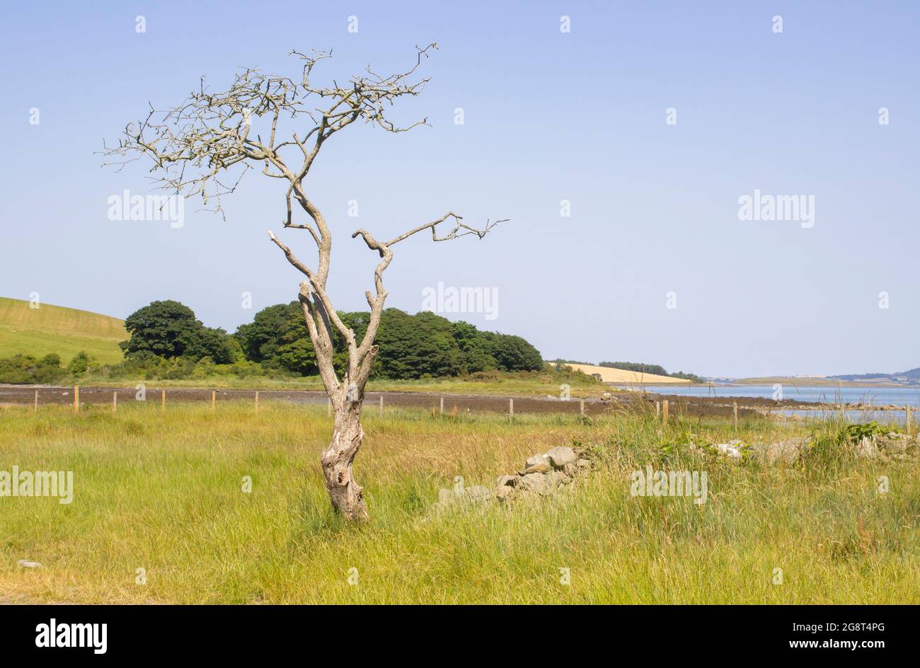 Un arbre de la faussouille crataegus monogyna mort sur la propriété de la National Trust à l'île de Gibbs dans le comté en bas de l'Irlande du Nord. Pris un jour chaud en J Banque D'Images