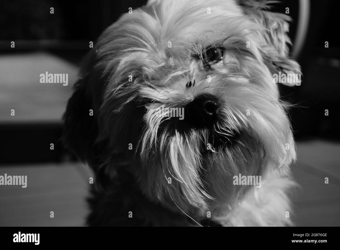 Portrait en niveaux de gris d'un chien maltais Banque D'Images