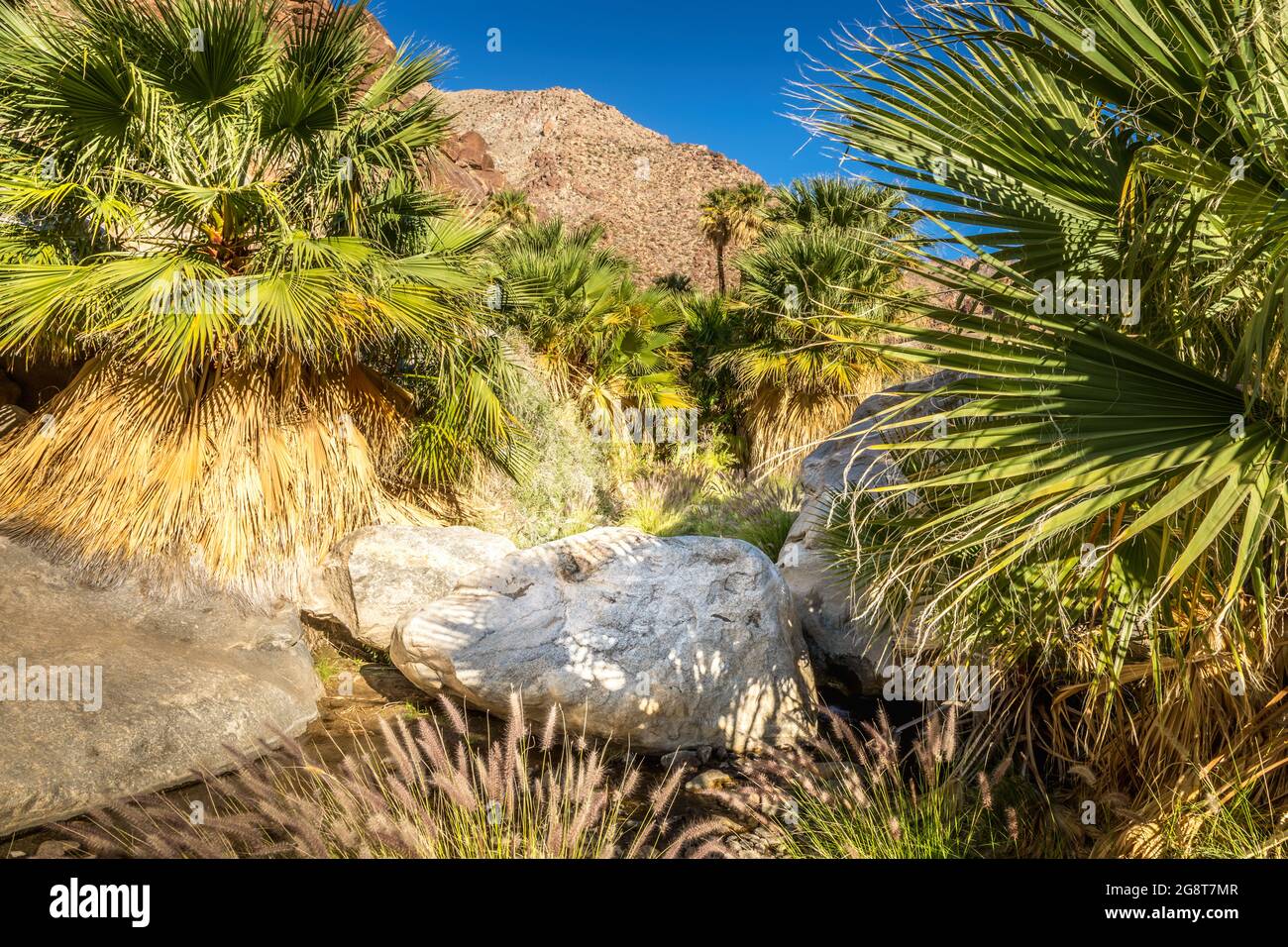 Palmiers le long d'une crique dans le parc national d'Anza Borrego, Californie Banque D'Images
