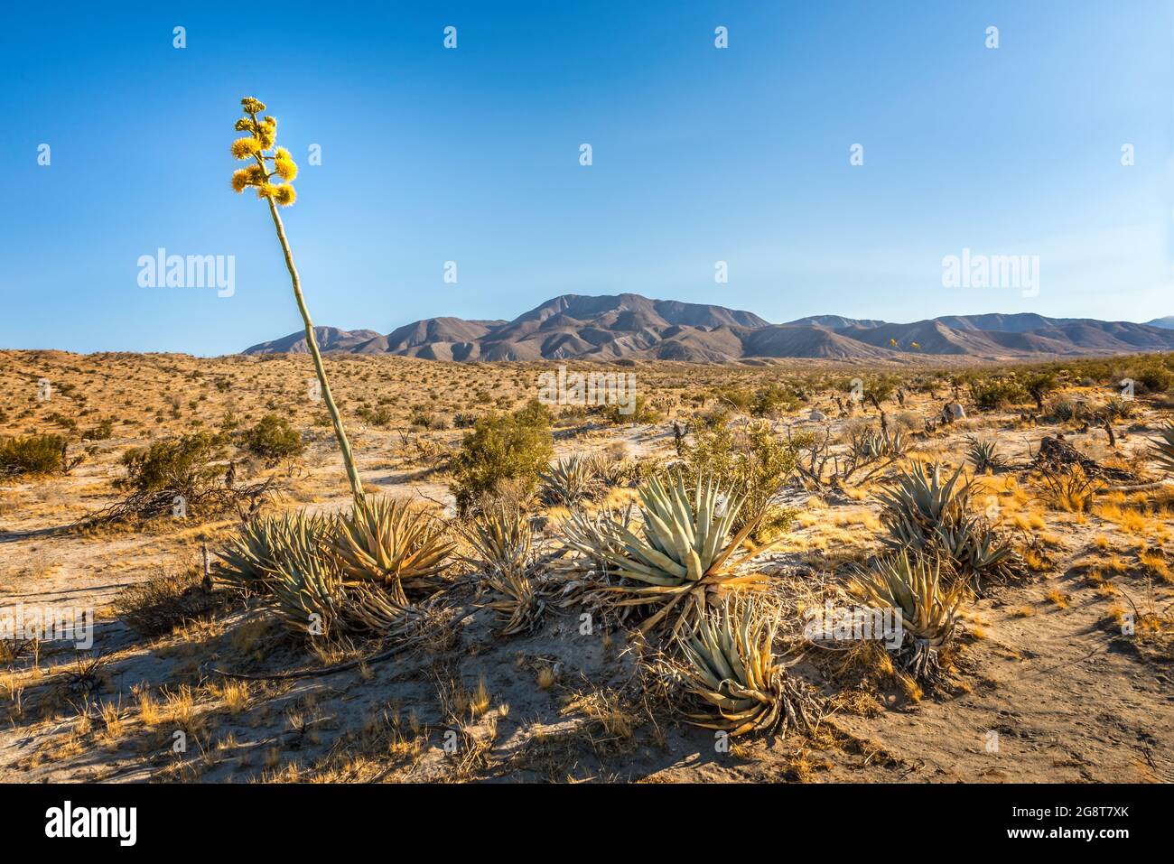 Agave désertique en pleine floraison dans le parc national d'Anza Borrego, Caifornia Banque D'Images