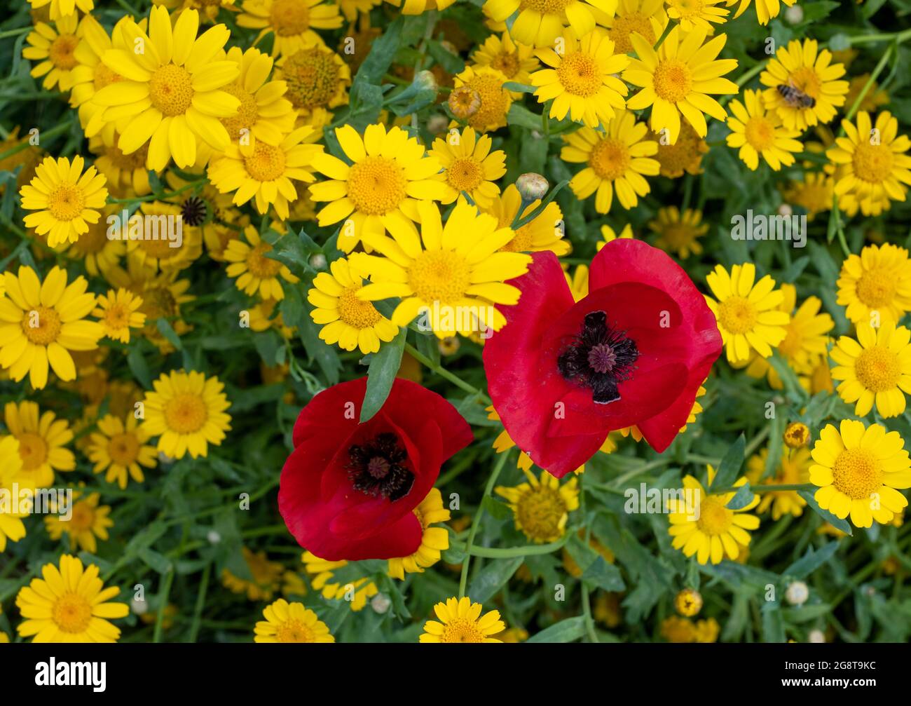 Variété de fleurs sauvages colorées, y compris le maïs jaune et les coquelicots rouges qui poussent dans l'herbe dans la zone de conservation de Pinn Meadows, Eastcote UK Banque D'Images