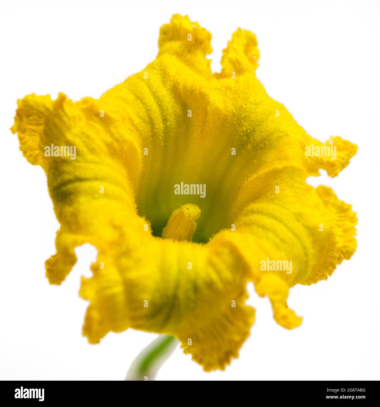 Moelle, citrouille de champ (Cucurbita pepo), fleur de citrouille Banque D'Images
