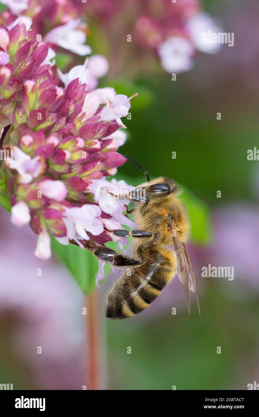 Abeille, abeille (APIS mellifera mellifera), visite de fleurs de marjolaine sauvage, Origanum vulgare, Allemagne Banque D'Images