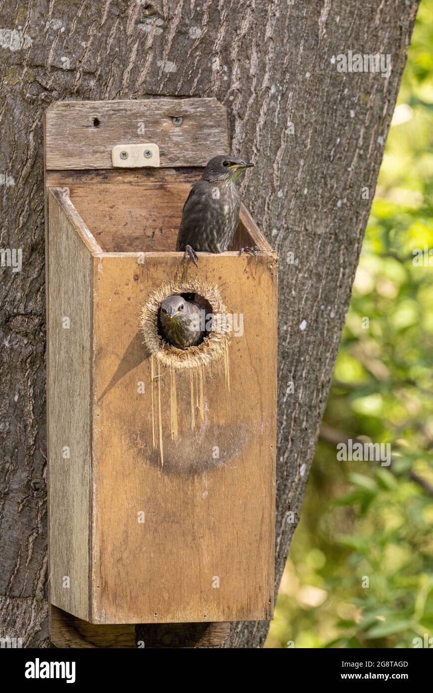 Esturling commun (Sturnus vulgaris), deux jeunes oiseaux presque naissants dans une boîte étoilée ouverte par la martre de pierre , Allemagne, Bavière Banque D'Images