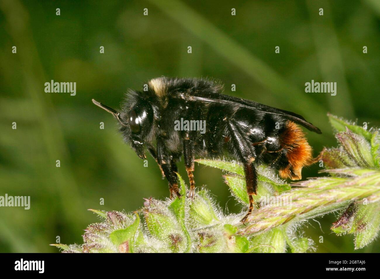 Cuckoo Bumblebee, Cuckoo Bee (Bombus rupestris, Psithyrus rupestris), sur une tige, Autriche Banque D'Images