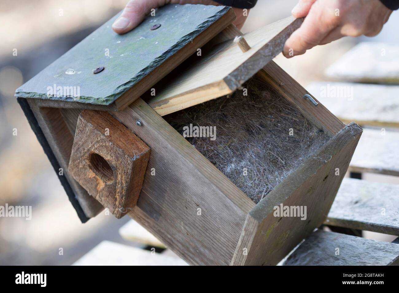 Nettoyage de la boîte de nid, la boîte de nid est pleine de matériel de nidification , Allemagne Banque D'Images