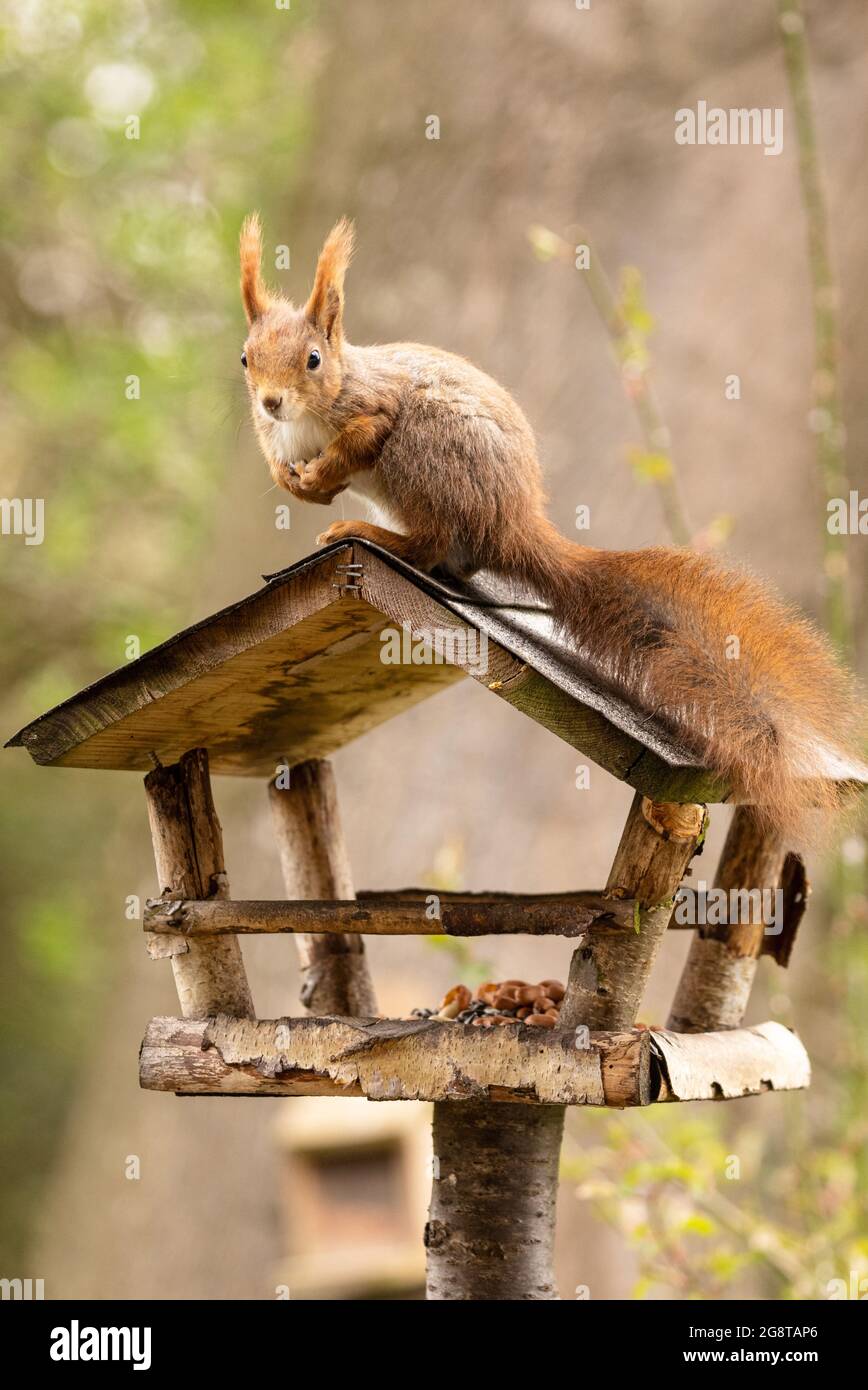 Écureuil roux européen, écureuil roux eurasien (Sciurus vulgaris), assis sur une maison d'oiseaux, Allemagne, Bavière Banque D'Images
