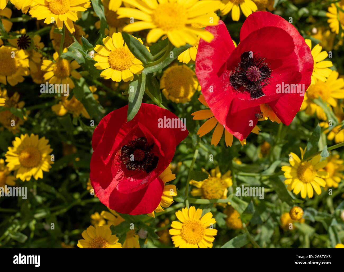 Variété de fleurs sauvages colorées, y compris le maïs jaune et les coquelicots rouges qui poussent dans l'herbe dans la zone de conservation de Pinn Meadows, Eastcote UK Banque D'Images