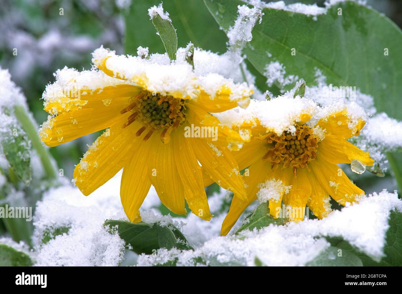 Neige d'été sur les fleurs des balsamroot, réserve écologique du lac Skwaha près de Lytton, Colombie-Britannique, Canada Banque D'Images