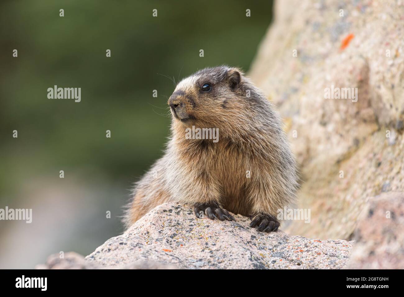 Une marmotte de sanglière assise sur un grand rocher tout en regardant son environnement. Le rongeur se trouve dans les Rocheuses canadiennes de l'Alberta au Canada Banque D'Images