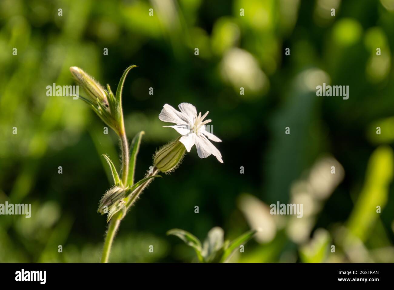 Soapwort ou soapweed à fleurs blanches, savon de corbeau, William doux sauvage, fleur de Saponaria officinalis gros plan. Usine médicale Banque D'Images