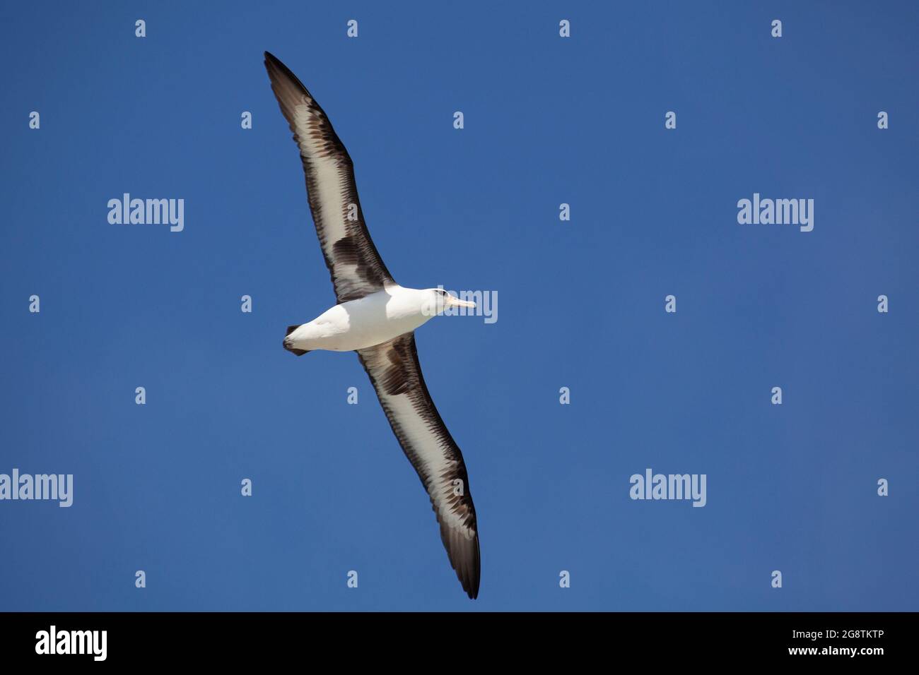 Albatros de Laysan avec des ailes surtendues glissant à travers un ciel bleu clair dans Papahanaumokuakea Marine National Monument (Phoebastria immutabilis) Banque D'Images