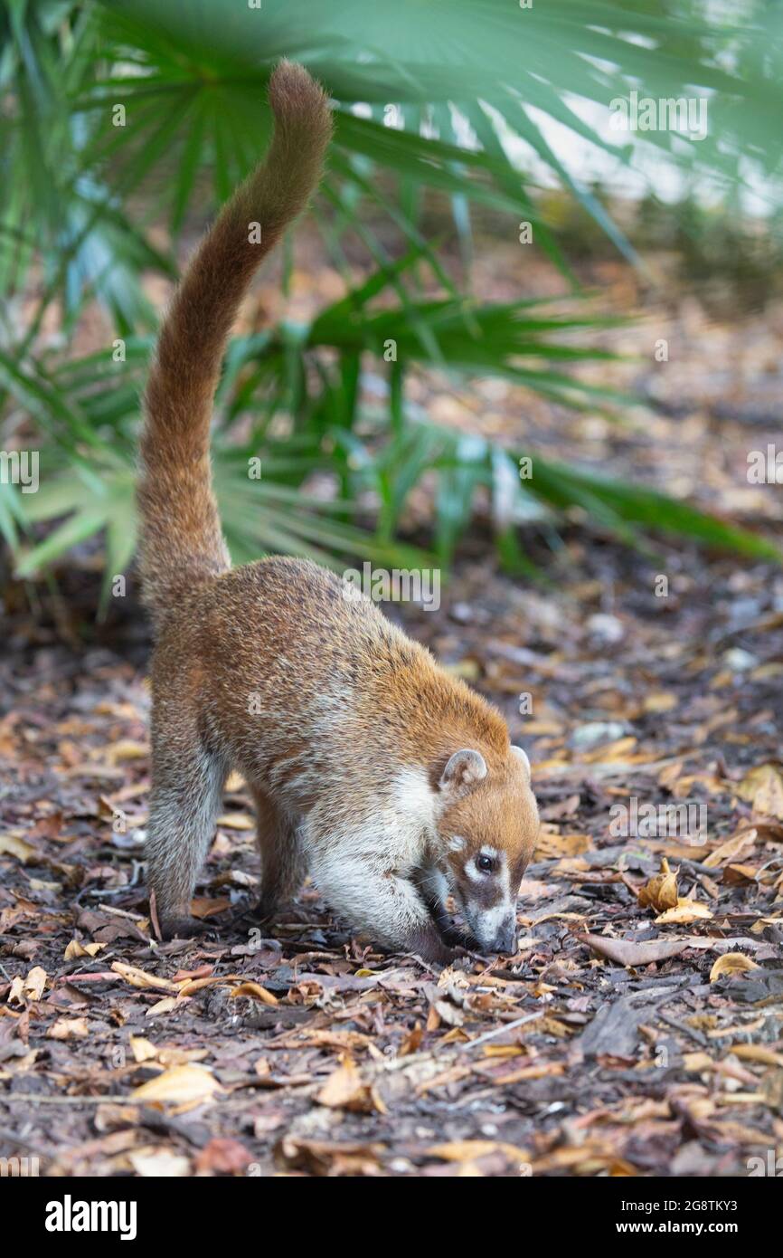 Cueillette de coati à nez blanc pour la nourriture dans la litière de feuilles d'un fond de forêt tropicale, péninsule du Yucatan, Mexique. Nasua narica Banque D'Images